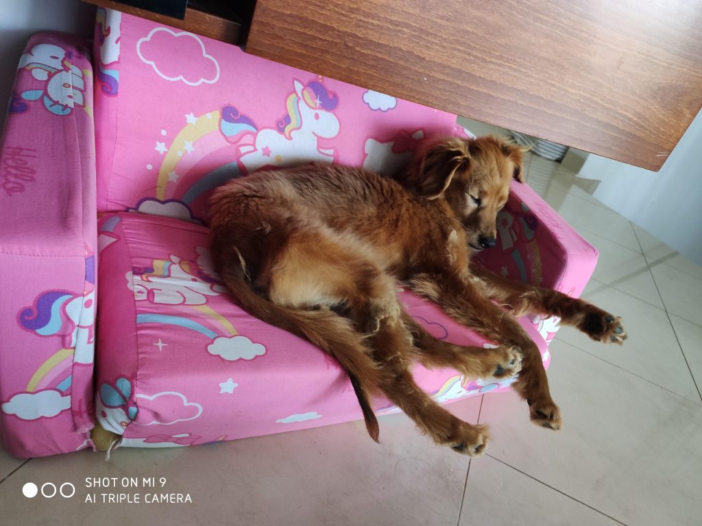 יום בחיי כלב by noy attias - Ourboox.com