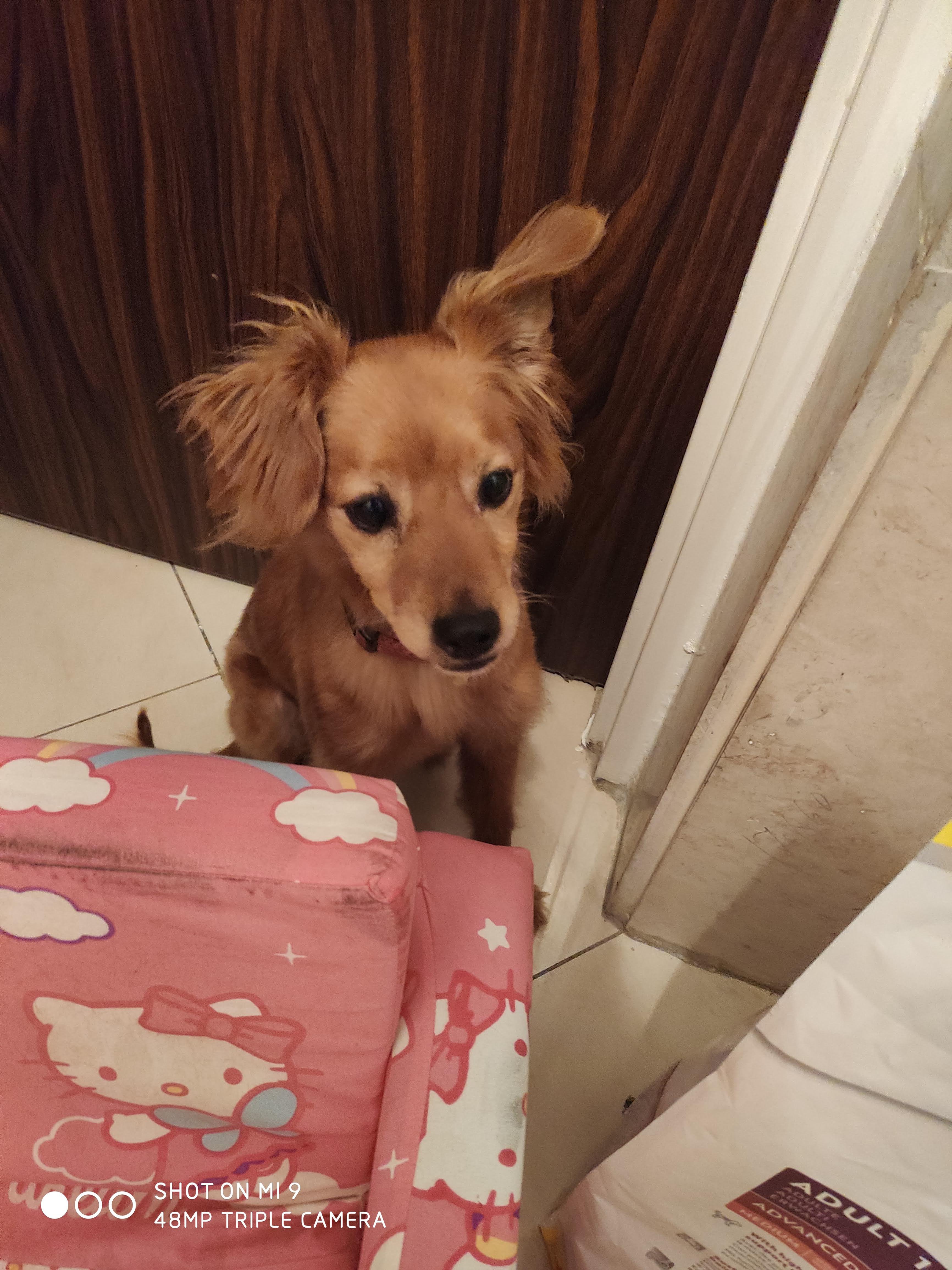 יום בחיי כלב by noy attias - Ourboox.com