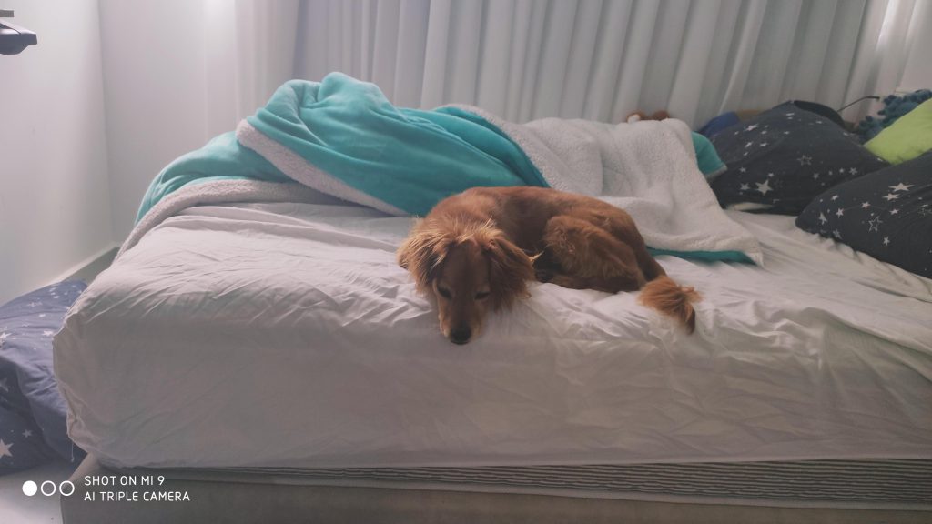 יום בחיי כלב by noy attias - Ourboox.com