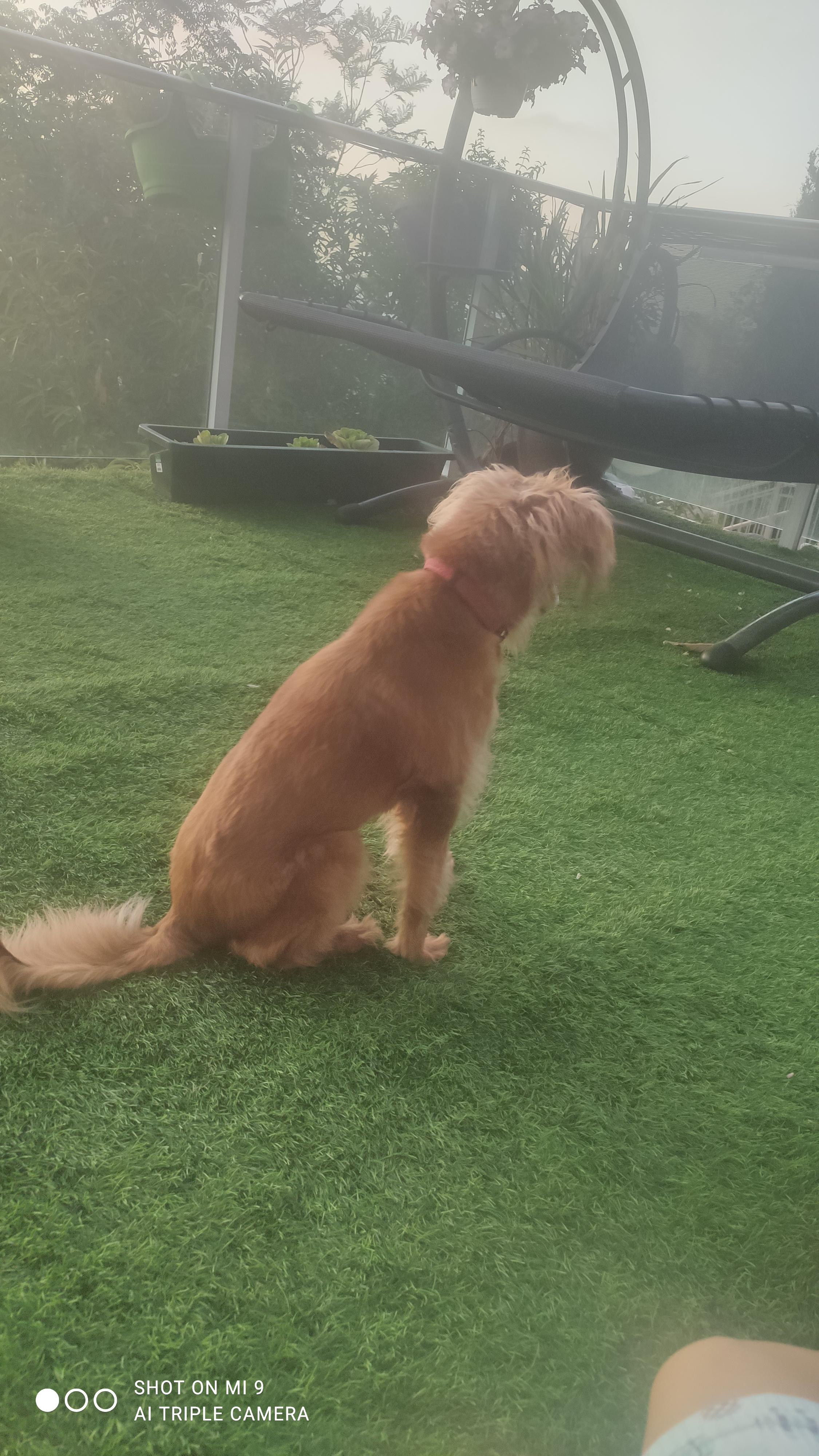 יום בחיי כלב by noy attias - Ourboox.com