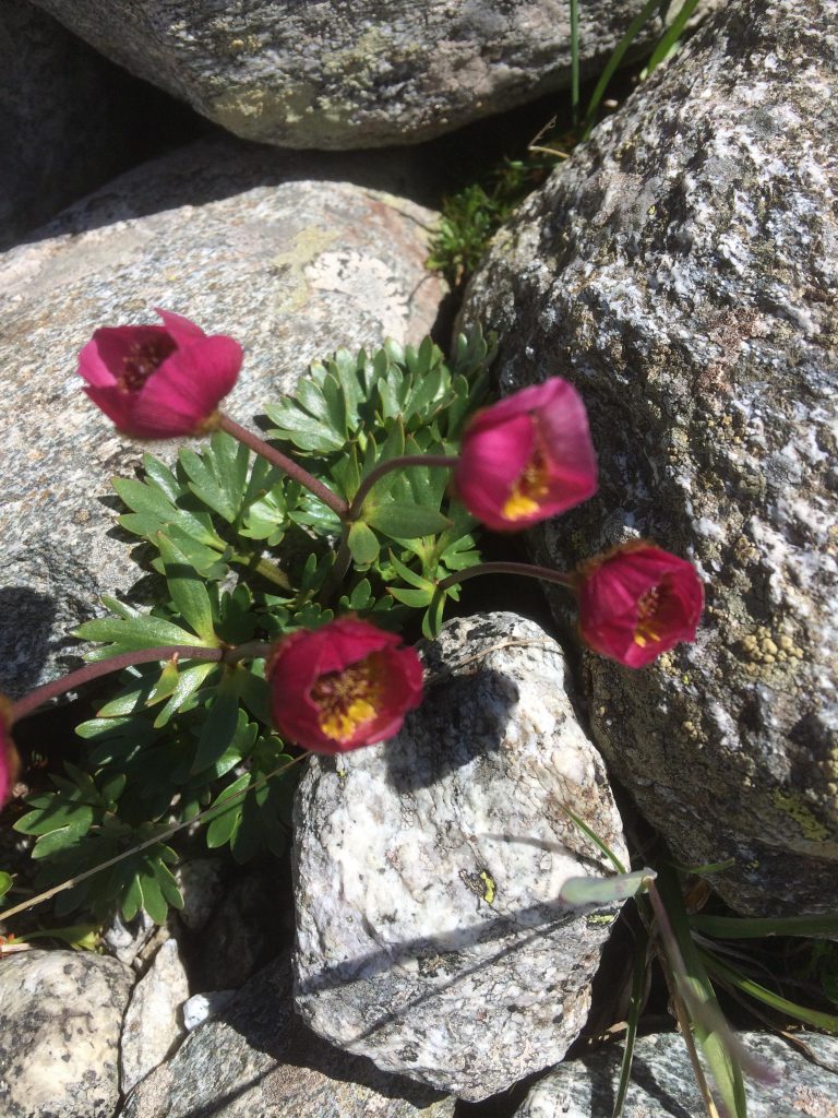 Fiori by Katy Duriavig - Illustrated by Katy Duriavig - Ourboox.com