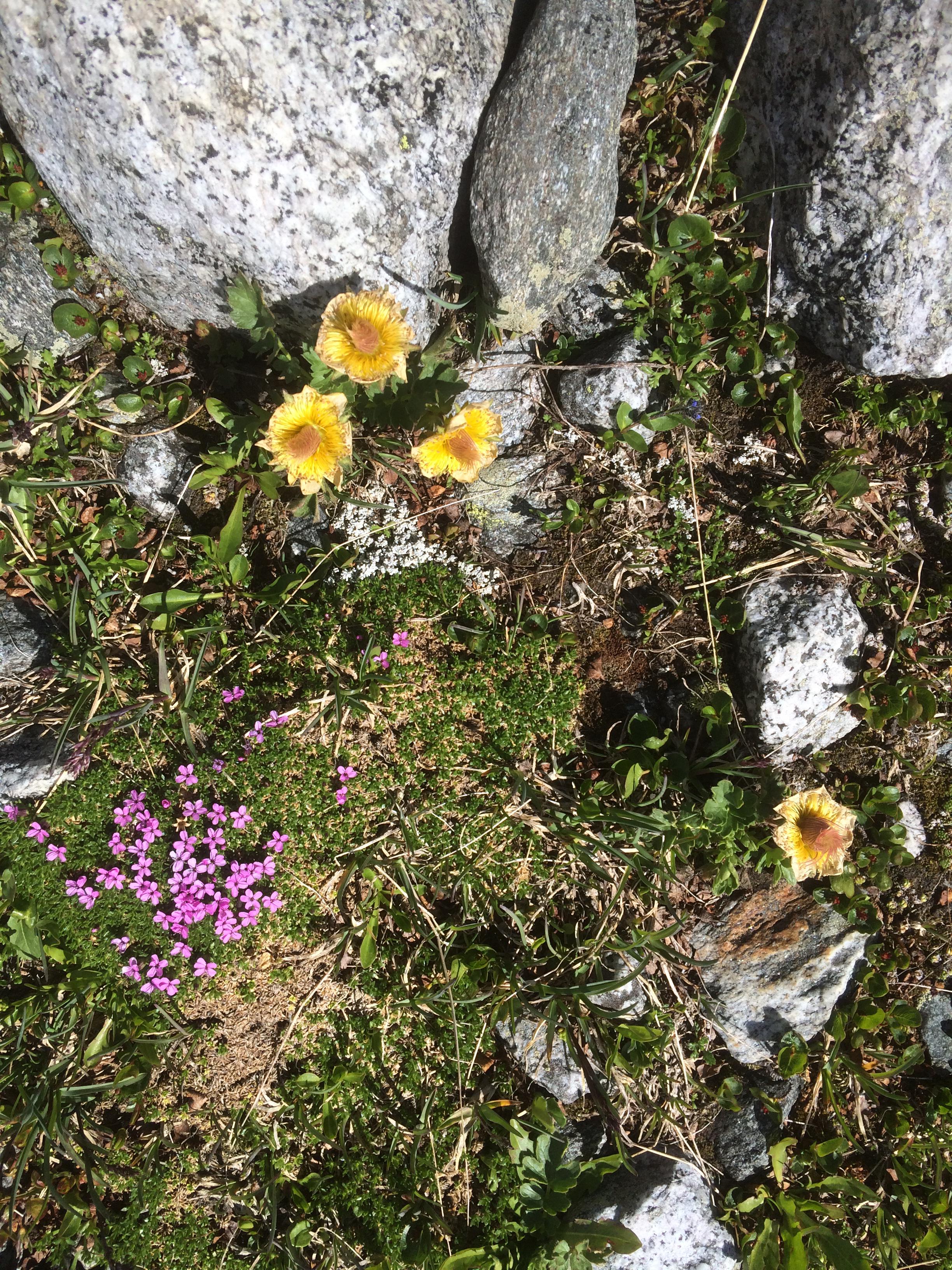 Fiori by Katy Duriavig - Illustrated by Katy Duriavig - Ourboox.com