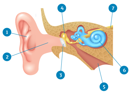 البصر والسمع by zaidhamamrah - Ourboox.com