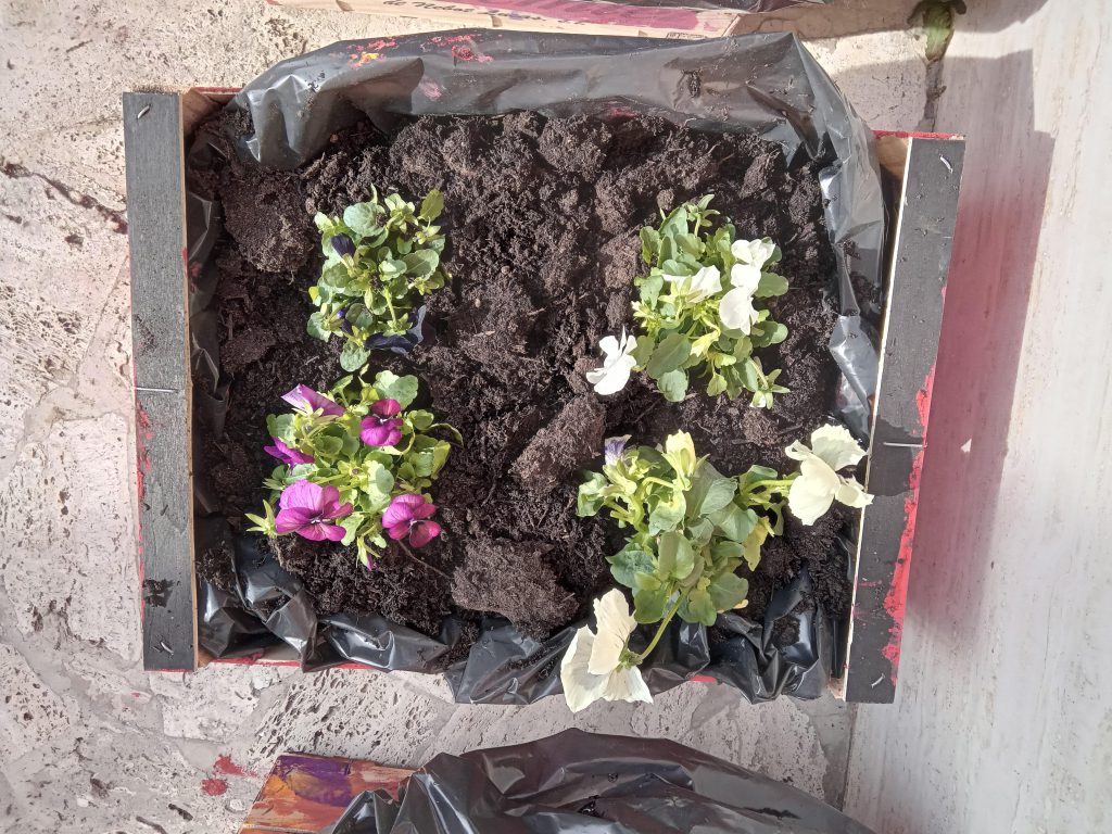 L’Orto a Scuola by Fabrizia Massi - Ourboox.com