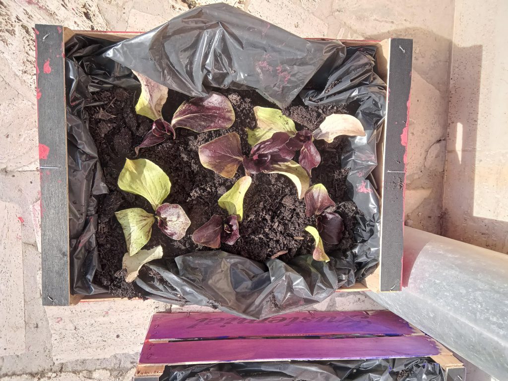 L’Orto a Scuola by Fabrizia Massi - Ourboox.com