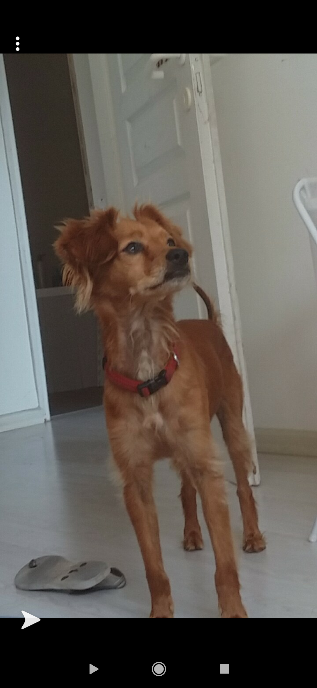 יום בחיי כלב by noy attias - Ourboox.com