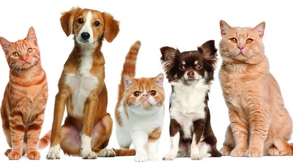 Наші улюбленці by Марія Харук - Ourboox.com