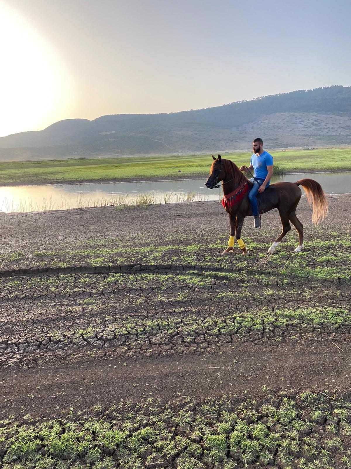 حياتي مع الخيل by karam - Ourboox.com