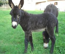 Gli animali by stefania - Ourboox.com