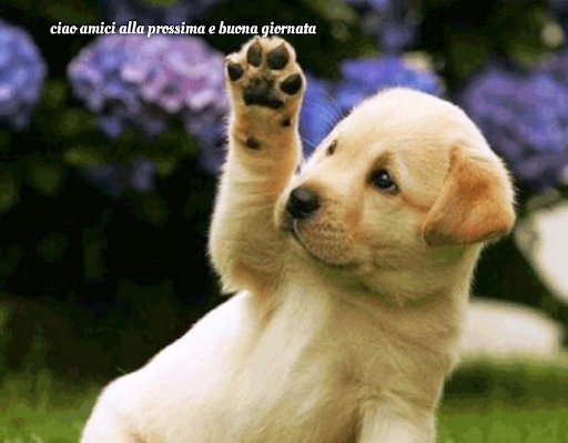 una zucca parlante a new york by Terza B. - Ourboox.com