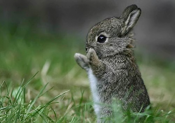 My favorite animals by mias - Ourboox.com