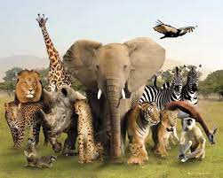 الحيوانات by ABEER HAMOOD - Ourboox.com