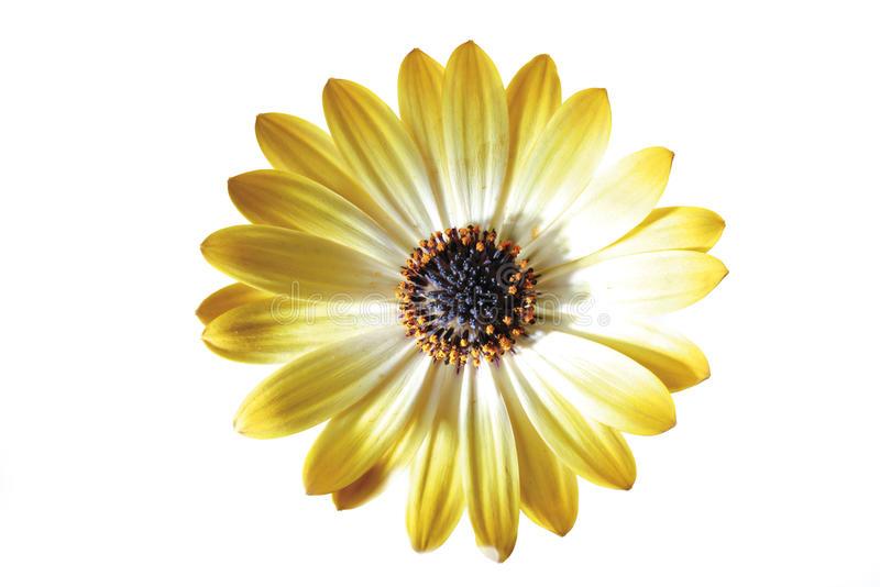 alberi monumentali di Sicilia by dEny - Ourboox.com