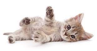 il gatto che mangia le polpette per la prima volta by Terza B. - Illustrated by federico chiaramonte - Ourboox.com