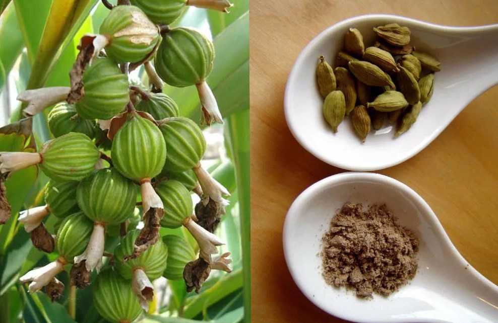 ЦАРИЦЯ КОРИЦЯ, ПАН ШАФРАН ТА ІНШІ by Larisa Yatsiuk - Illustrated by Лариса ЯЦЮК - Ourboox.com