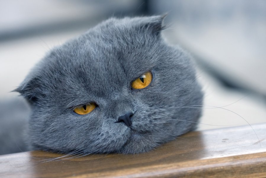 Bruno by Violeta - Ourboox.com