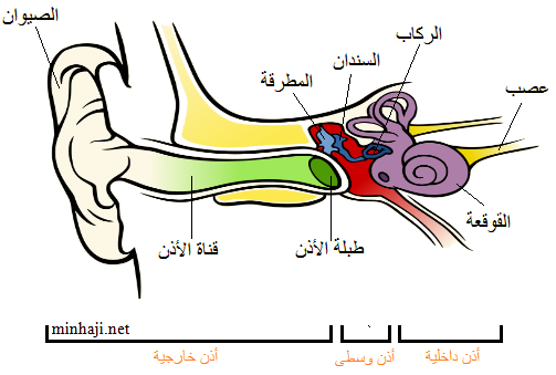 البصر والسمع by zaidhamamrah - Ourboox.com