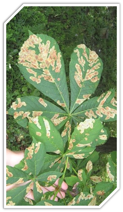 Дослідження pH атмосферних опадів та їхнього впливу на різні матеріали у довкіллі by elenka - Ourboox.com