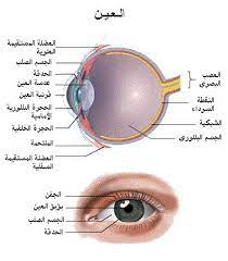 الحواس by Abdullah fattah - Ourboox.com