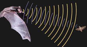 الصوت by zaidhamamrah - Ourboox.com