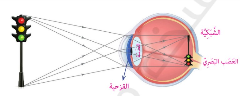 الحواس : البصر والسمع by ADNAN AYYAD - Illustrated by عدنان عياد - Ourboox.com