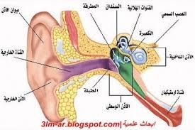 الحواس- السمع ولاذن by kinan abu kaf - Ourboox.com
