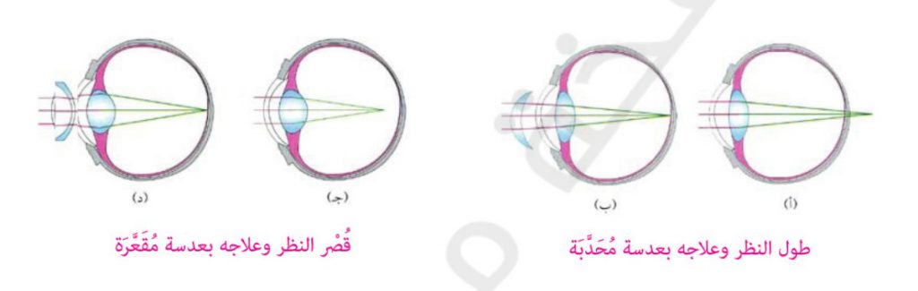 الحواس : البصر والسمع by ADNAN AYYAD - Illustrated by عدنان عياد - Ourboox.com