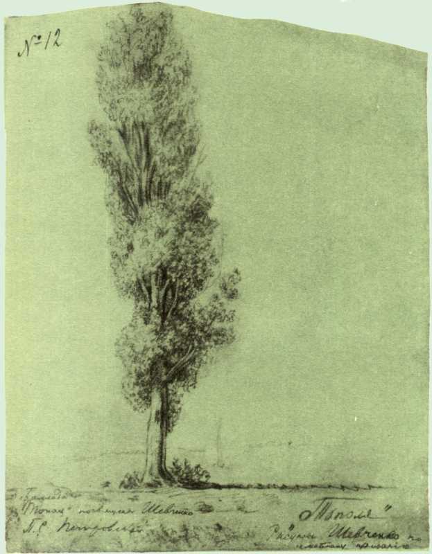 Тарас Шевченко “Тополя” by Yaroslava - Illustrated by Ярослава Соловій - Ourboox.com