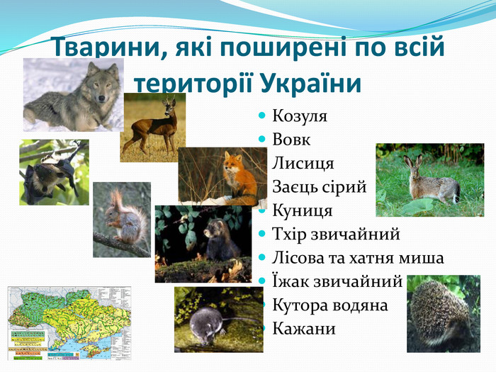 ТВАРИННИЙ СВІТ УКРАЇНИ by Natalia Sirenko - Ourboox.com