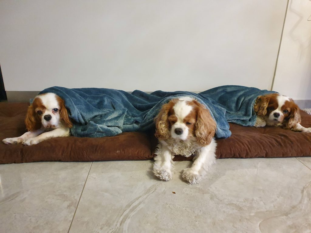 חלומות מתגשמים by ayelet abutbul - Ourboox.com