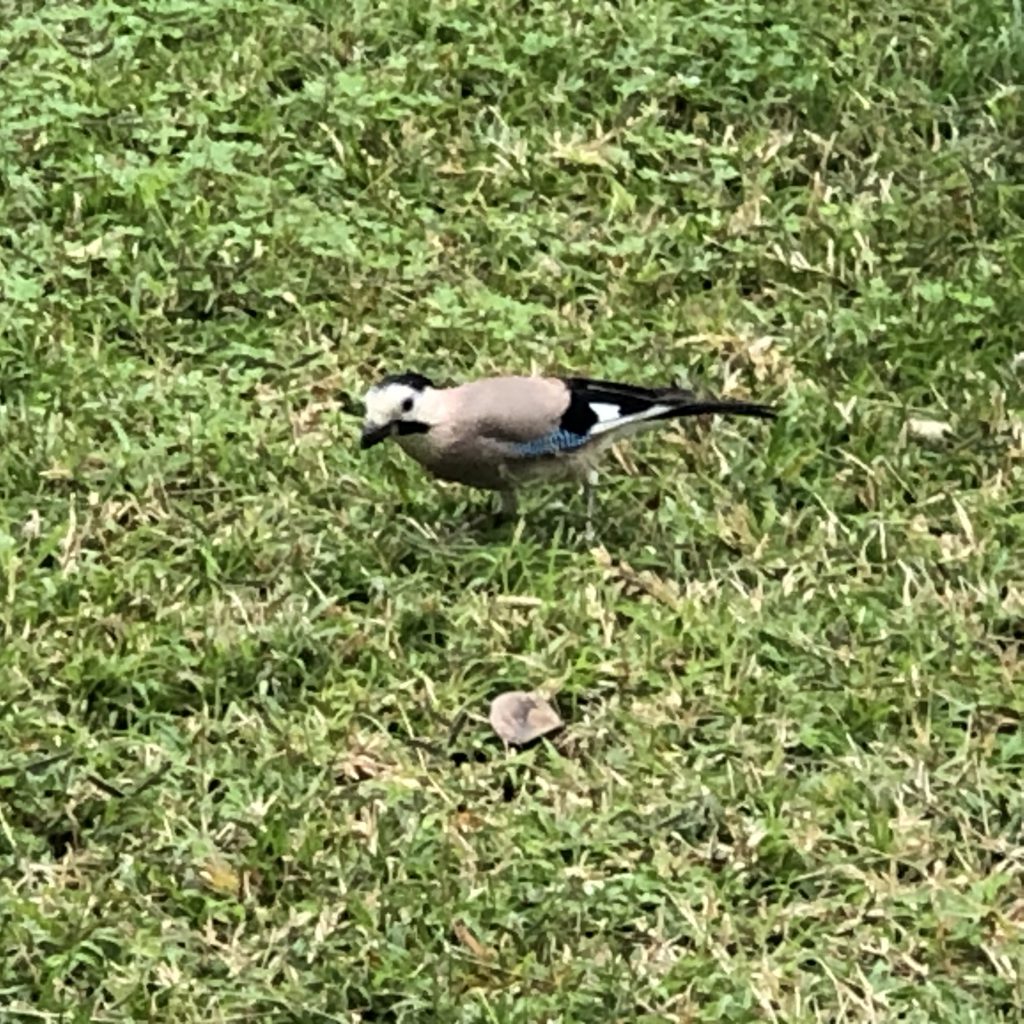 חינוך לאורך החיים by Mel Sillyman - Illustrated by Cover by Rotem Omri - Ourboox.com