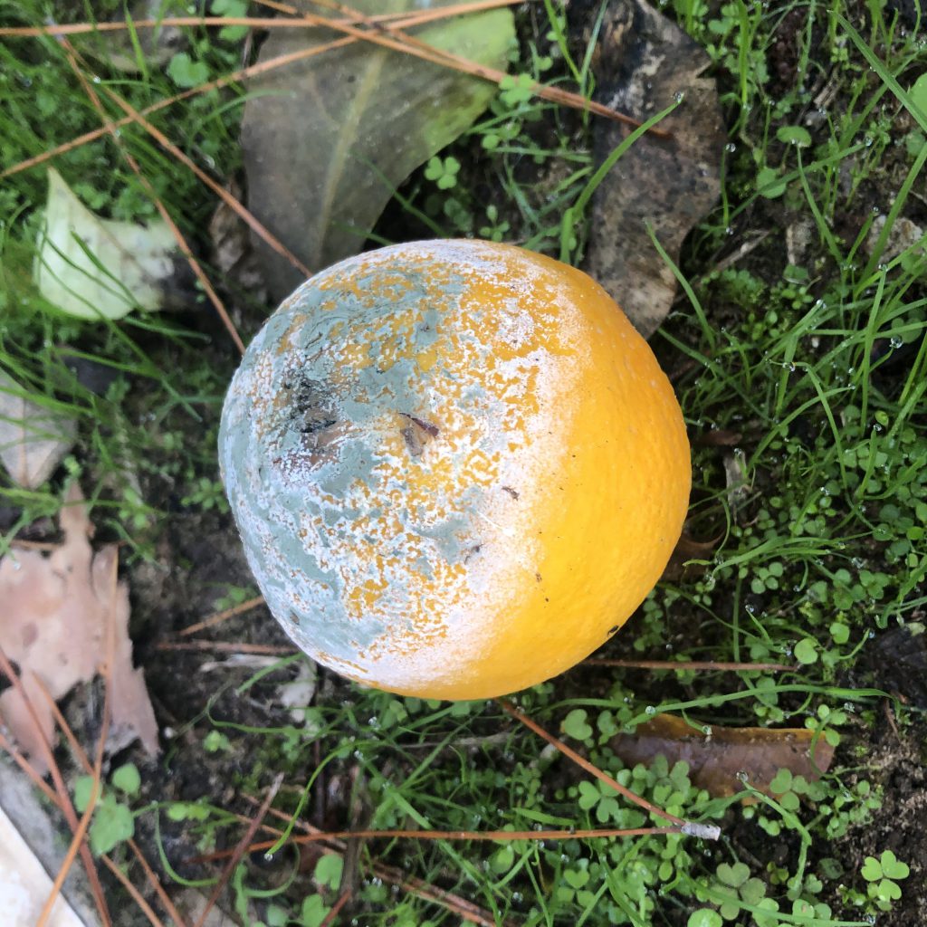 My Favorite Things by Mel Rosenberg - מל רוזנברג - Ourboox.com