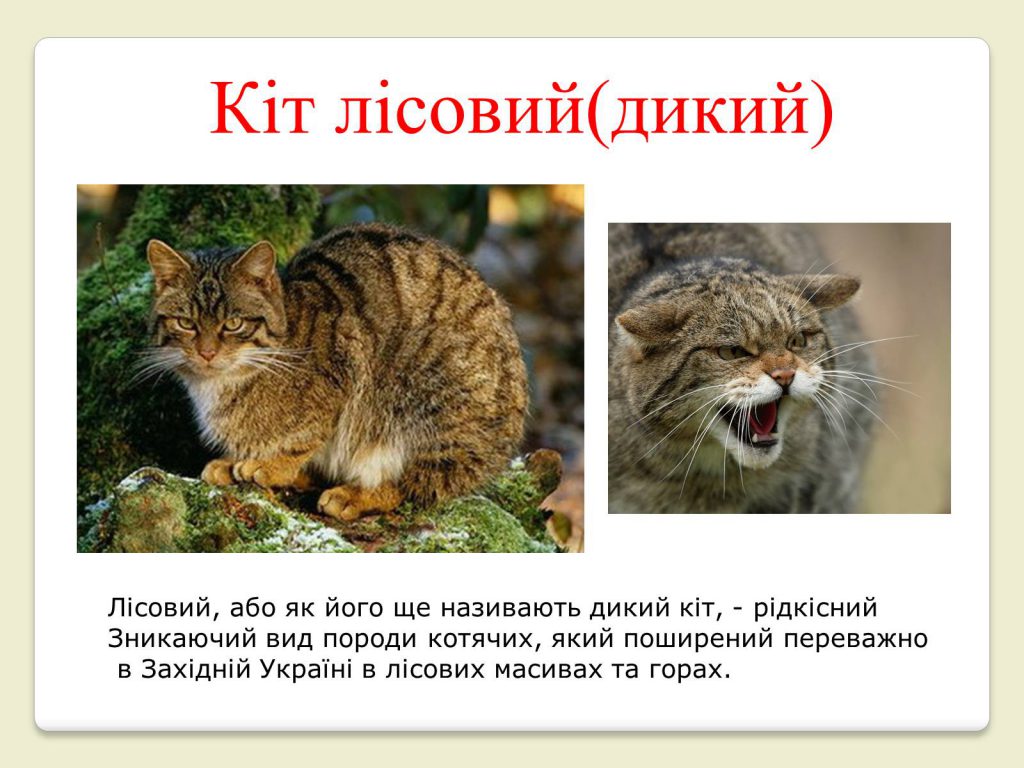 ТВАРИННИЙ СВІТ УКРАЇНИ by Natalia Sirenko - Ourboox.com