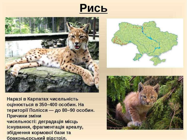 ТВАРИННИЙ СВІТ УКРАЇНИ by Natalia Sirenko - Ourboox.com