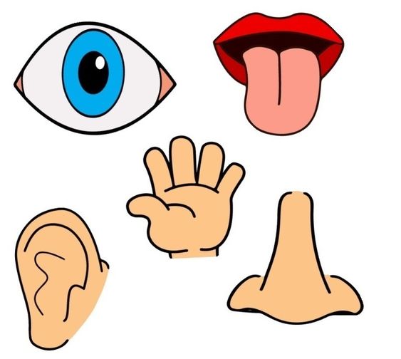 DUYU ORGANLARINI ÖĞRENİYORUM by filiz aksu - Illustrated by Filiz AKSU YAŞIN - Ourboox.com