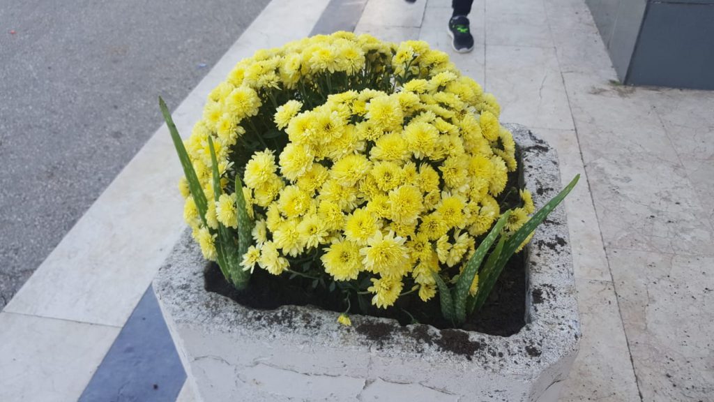 Çiçeklerimizi dikiyoruz