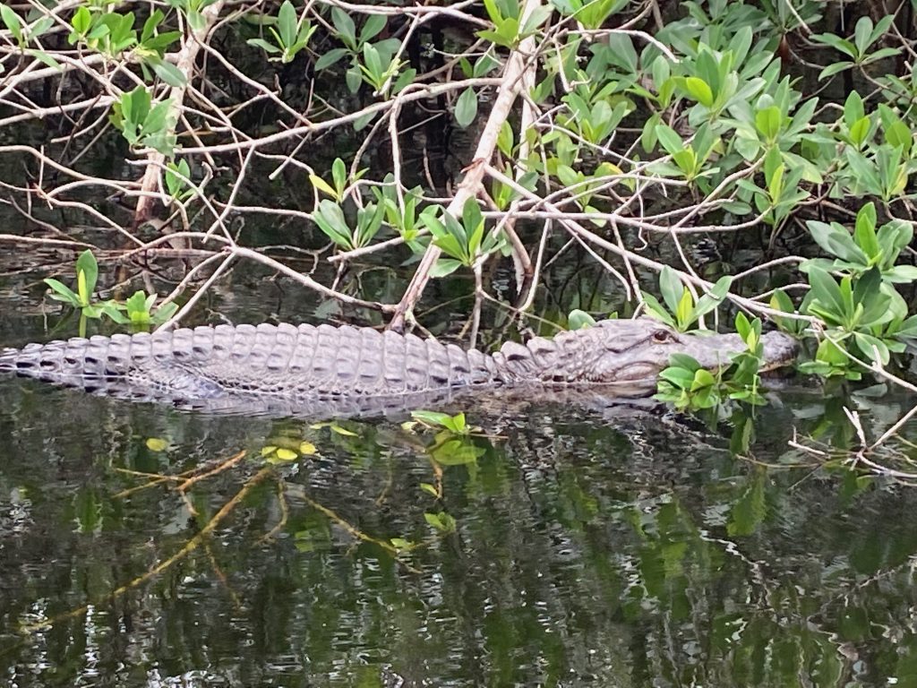 Florida Get-Together Dec’21 by Edward Wallo - Ourboox.com