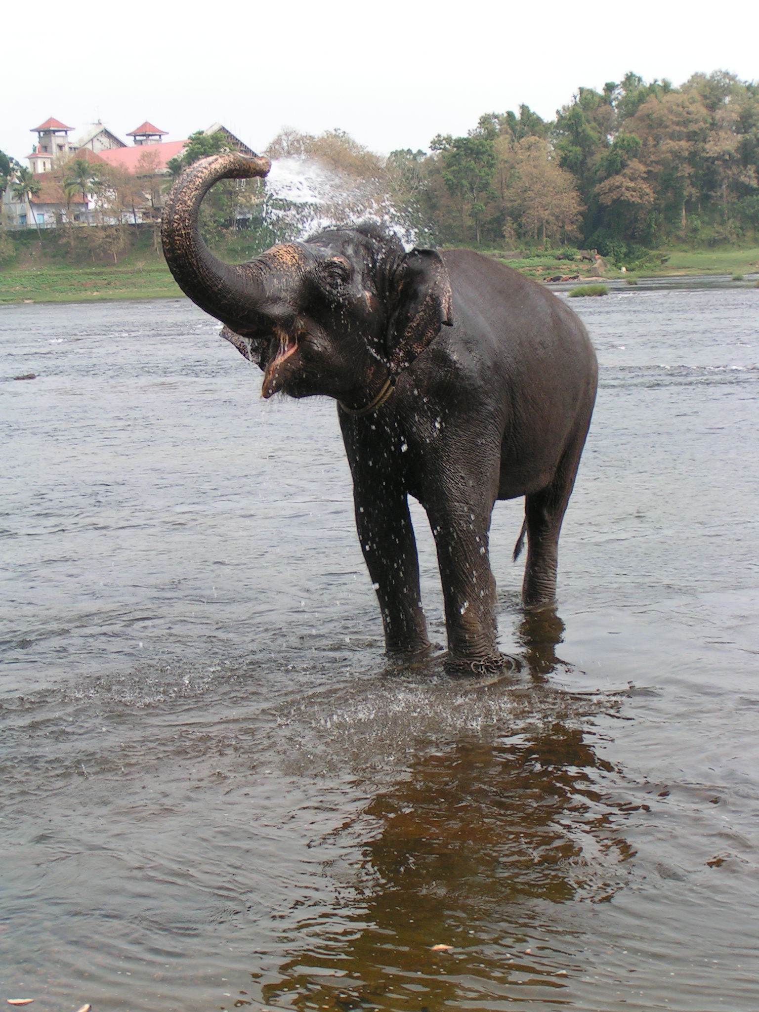 טיול שורשים להודו – חלק שני דרום הודו by מיכל בן הגיא - Illustrated by אבנר אייזיק - Ourboox.com