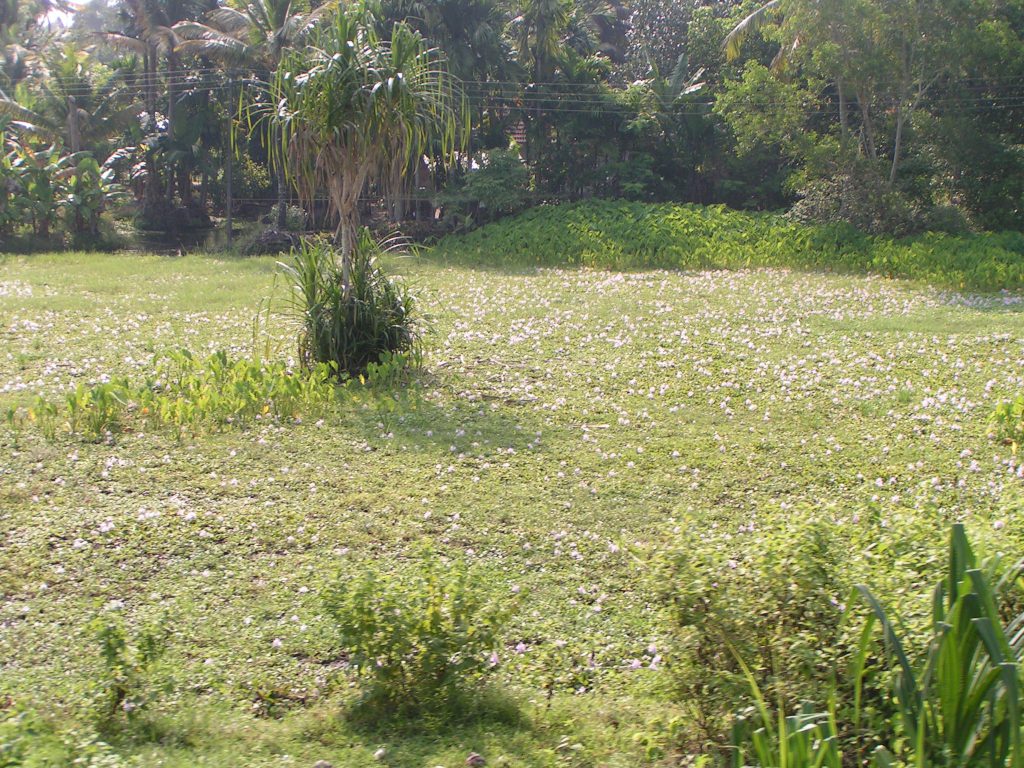 טיול שורשים להודו – חלק שני דרום הודו by מיכל בן הגיא - Illustrated by אבנר אייזיק - Ourboox.com