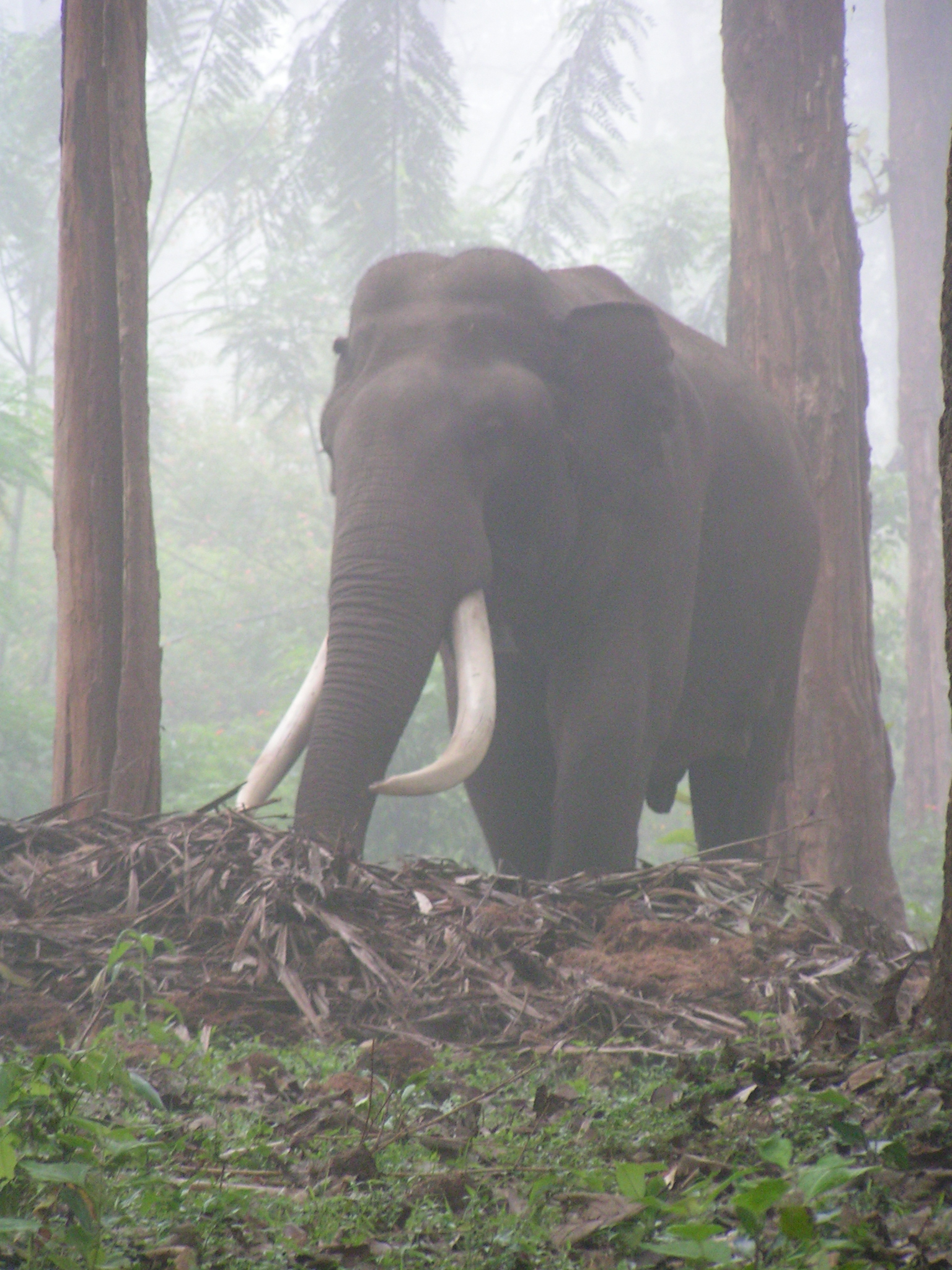טיול שורשים להודו – חלק ראשון מומביי עד מייסור by מיכל בן הגיא - Illustrated by אבנר אייזיק - Ourboox.com