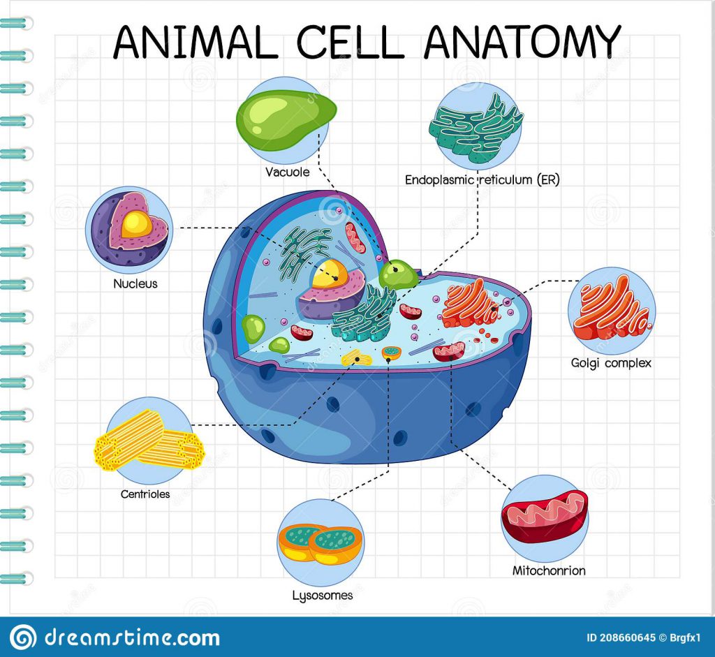 Animal-cell by tala-hadi - Ourboox.com