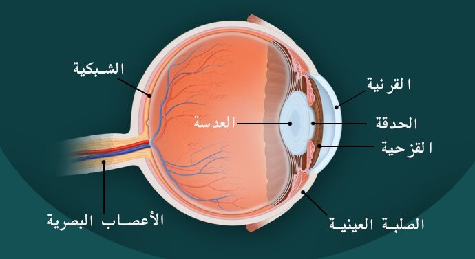 البصر والسمع by sahar alqam - Ourboox.com