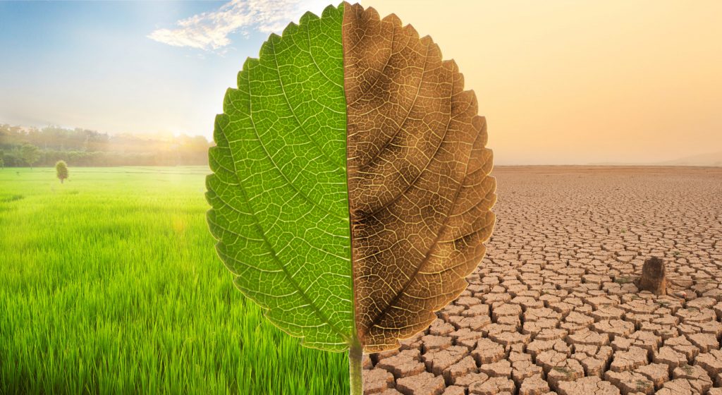 CLIMATE CHANGE MINI TEST by canan külcü - Illustrated by Kumru Anatolian Imam Hatip High School - Ourboox.com