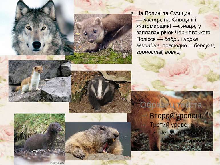 ТВАРИННИЙ СВІТ УКРАЇНИ by Natalia Sirenko - Ourboox.com