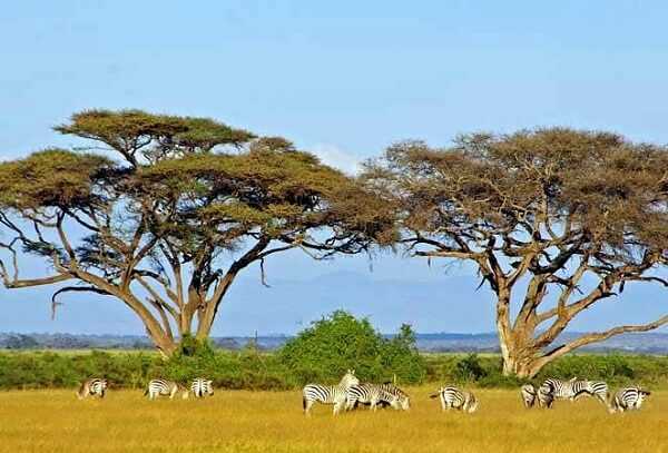 Африка by Svetlana Voitenko - Ourboox.com