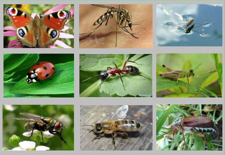 Комахи by Svetlana Voitenko - Ourboox.com