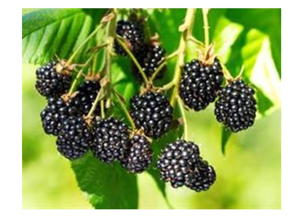 Засоби і види комп’ютерної графіки by Kirkeyan Natali - Ourboox.com