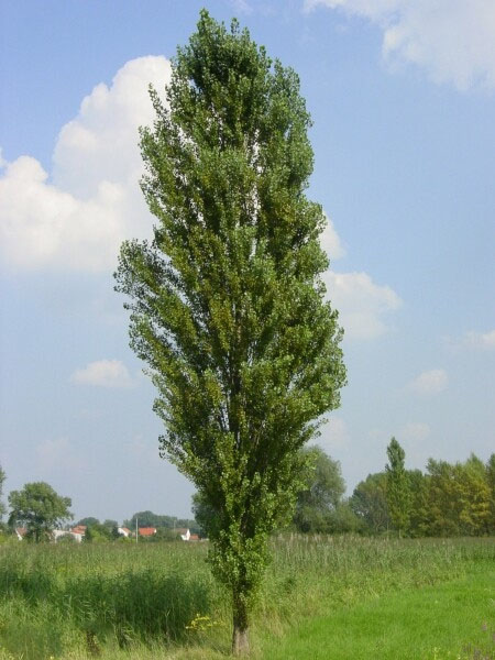 Тарас Шевченко “Тополя” by Yaroslava - Illustrated by Ярослава Соловій - Ourboox.com