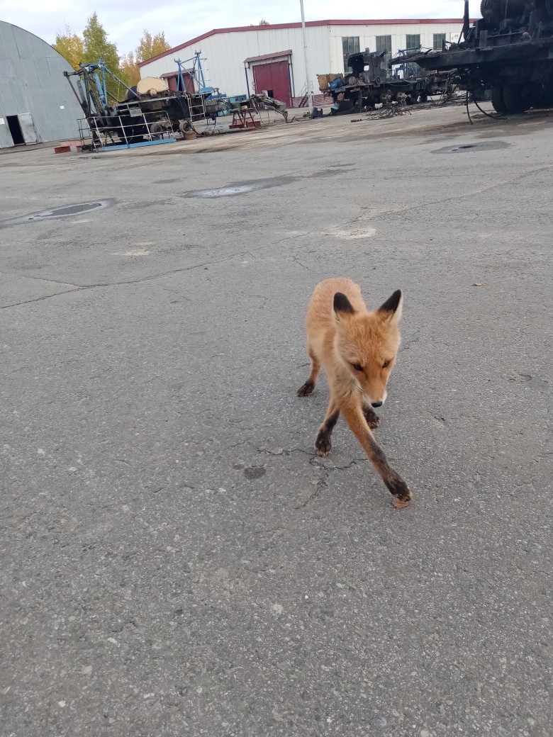 Город, в котором я живу by Vladlena Lermontova - Illustrated by Vladlena Lermontova - Ourboox.com