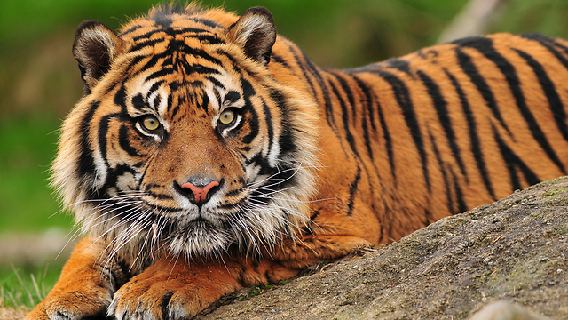 הטיגריס by Ariella Libman - Illustrated by אריאלה ליבמן - Ourboox.com